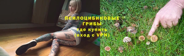прущие грибы Абинск